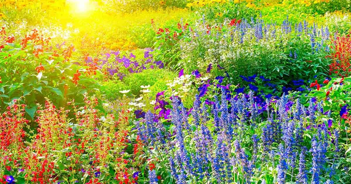 Alan Titchmarsh y la Escabiosa ‘Pink Mist’: 5 plantas para salvar tu jardín del calor - image 1
