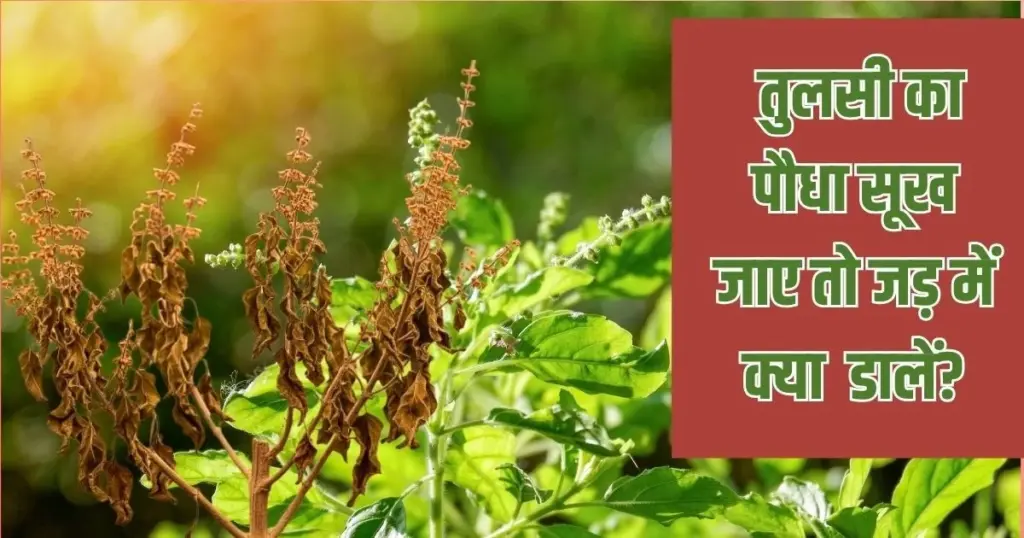 Albahaca sagrada (Tulsi) seca: el secreto de la Ayurveda para revivirla en 10 días