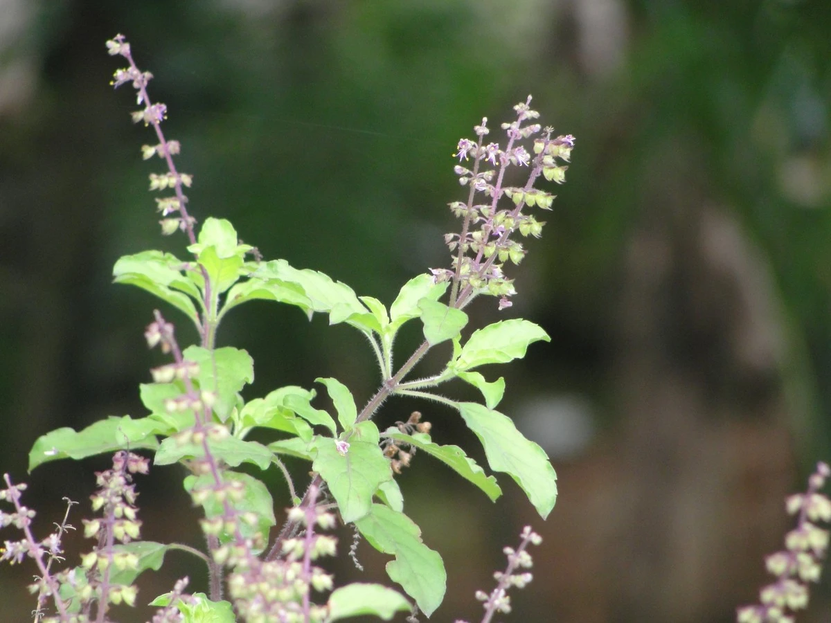 Albahaca (Tulsi) marchita: el truco de la Ayurveda para revivirla este verano - image 1