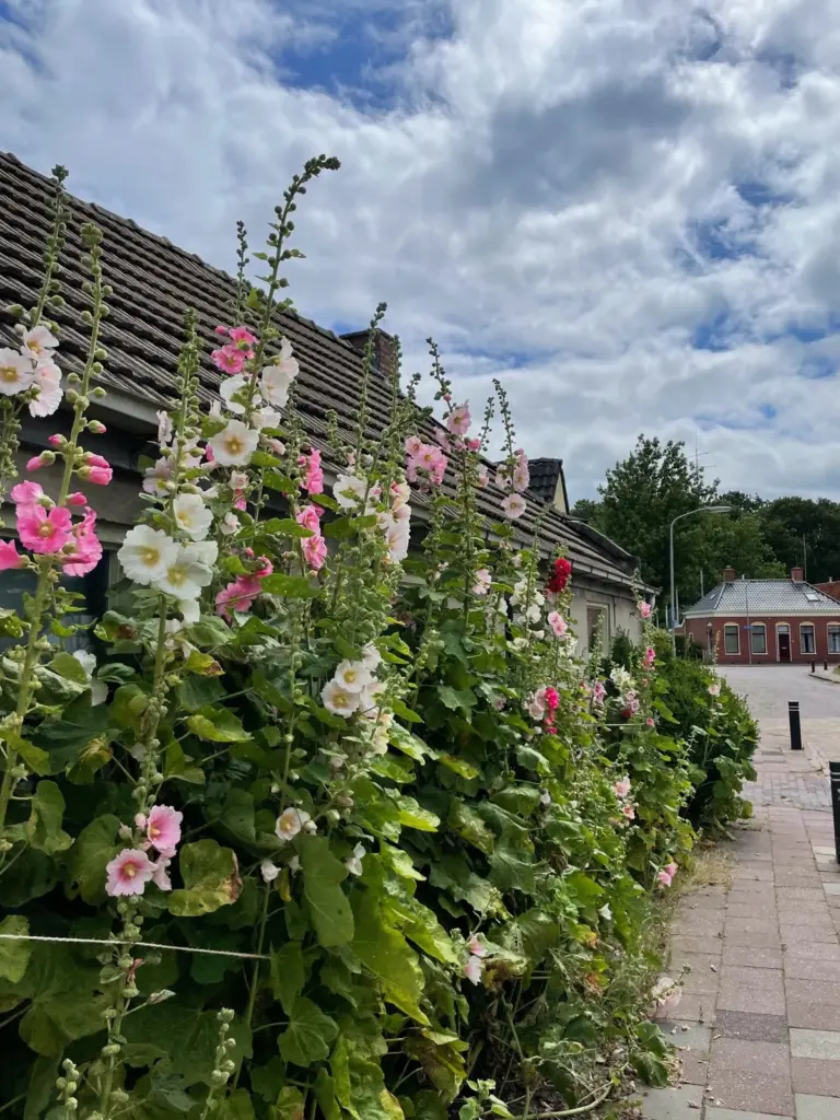 Alcea rosea: el secreto de Huib Schuttel para jardines de 3 metros sin riego