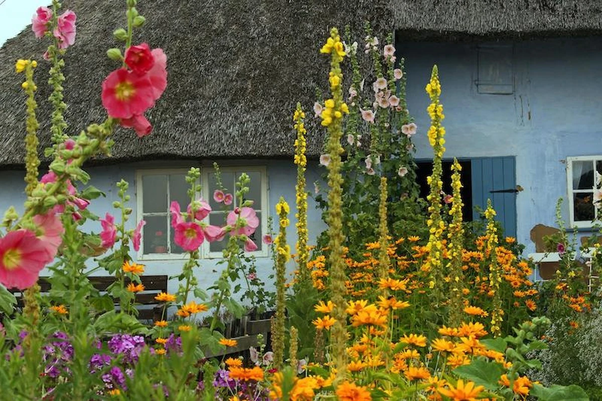 Alcea rosea: el secreto de Huib Schuttel para jardines de 3 metros sin riego - image 1