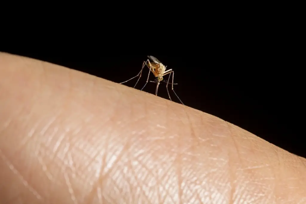 Alerta de la National Pest Management Association: de Las Vegas a España, no ignores estas plagas