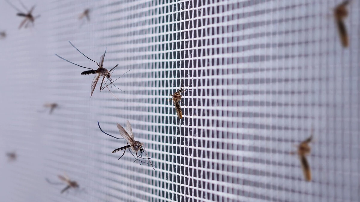 Alerta de la National Pest Management Association: de Las Vegas a España, no ignores estas plagas - image 1