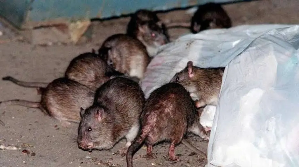 Alerta en NRW: el error en tu baño que atrae a la Ratat (Rata)