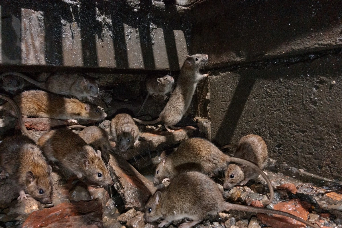 Alerta en NRW: el error en tu baño que atrae a la Ratat (Rata) - image 1