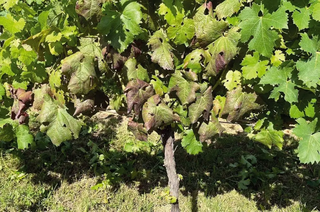 Amenaza al viñedo: el Saltahojas de la vid acecha según alerta de Nébih