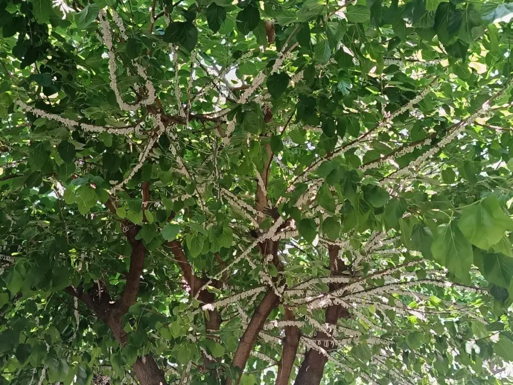 Anillos blancos en tus árboles: Anna Nicolodi advierte sobre la Takahashia japonica