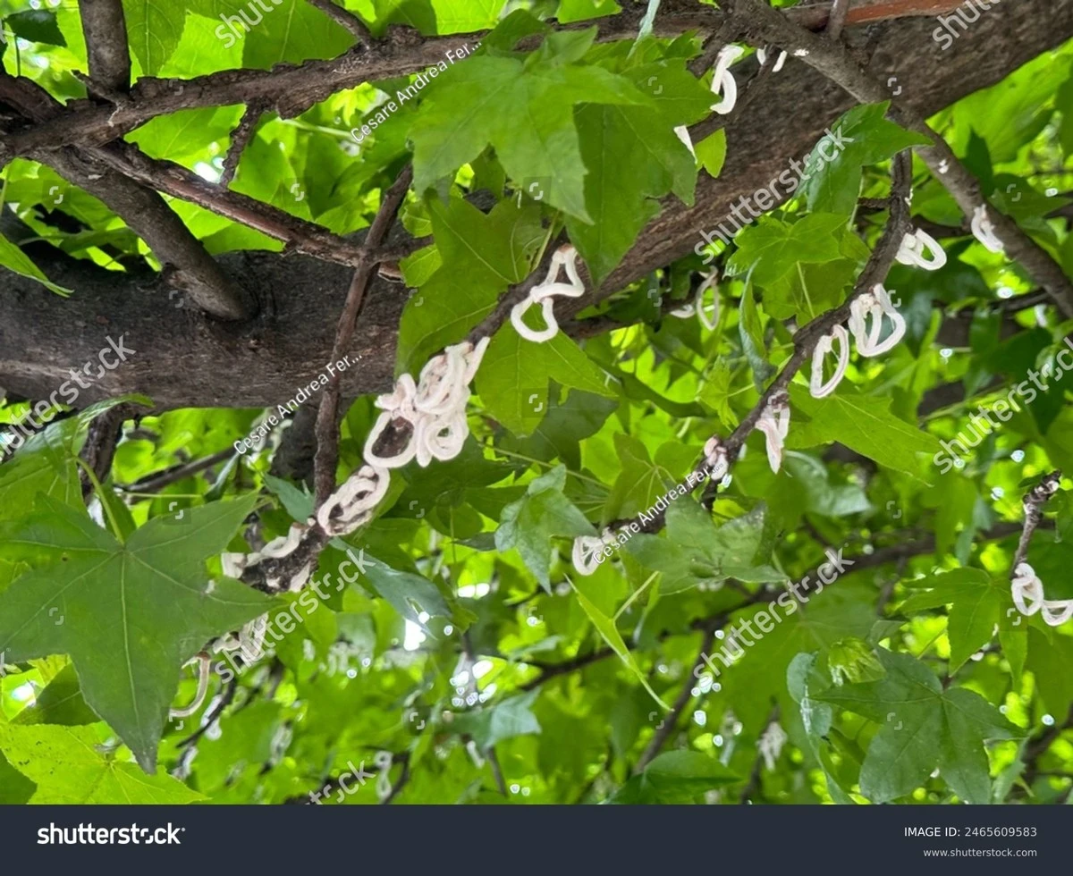 Anillos blancos en tus árboles: Anna Nicolodi advierte sobre la Takahashia japonica - image 1