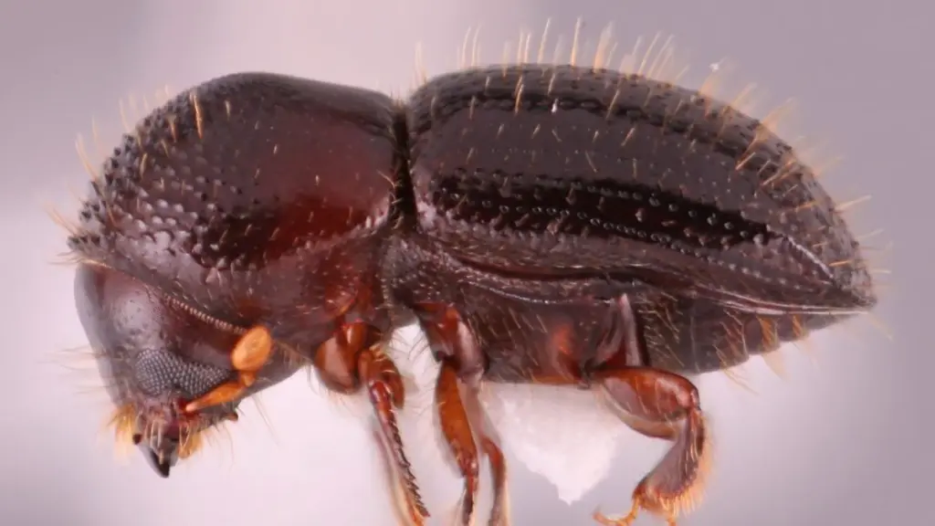 Árboles en peligro por el Euwallacea fornicatus: alerta del Instituto Nacional de Investigación Agropecuaria