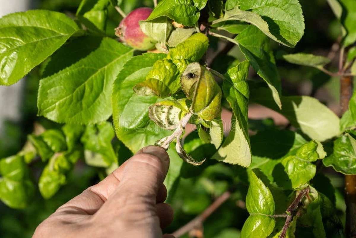 Árboles en peligro por el Euwallacea fornicatus: alerta del Instituto Nacional de Investigación Agropecuaria - image 1
