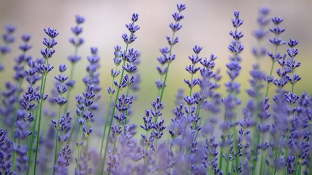 Arbustos indestructibles: el secreto de la jardinería en contenedores para tu terraza
