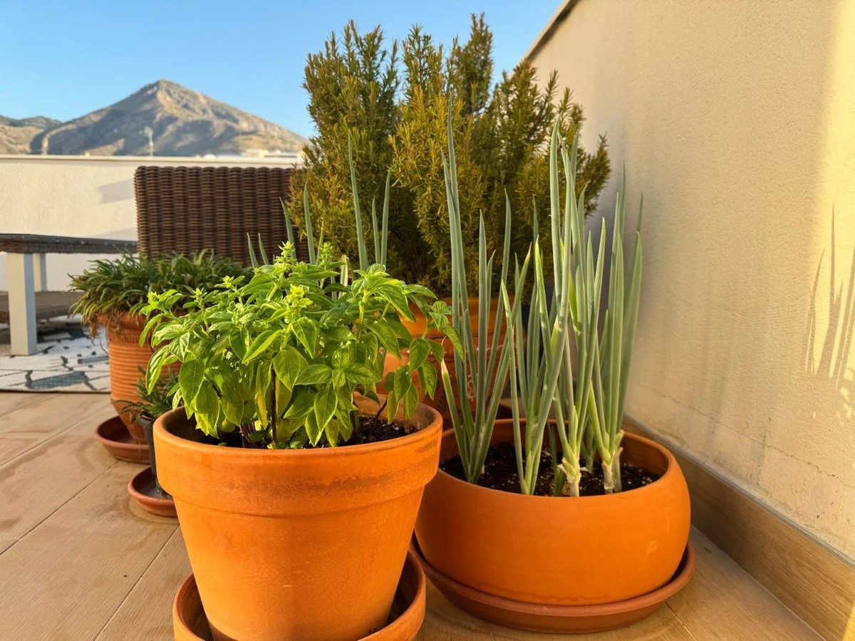 Arbustos indestructibles: el secreto de la jardinería en contenedores para tu terraza - image 1