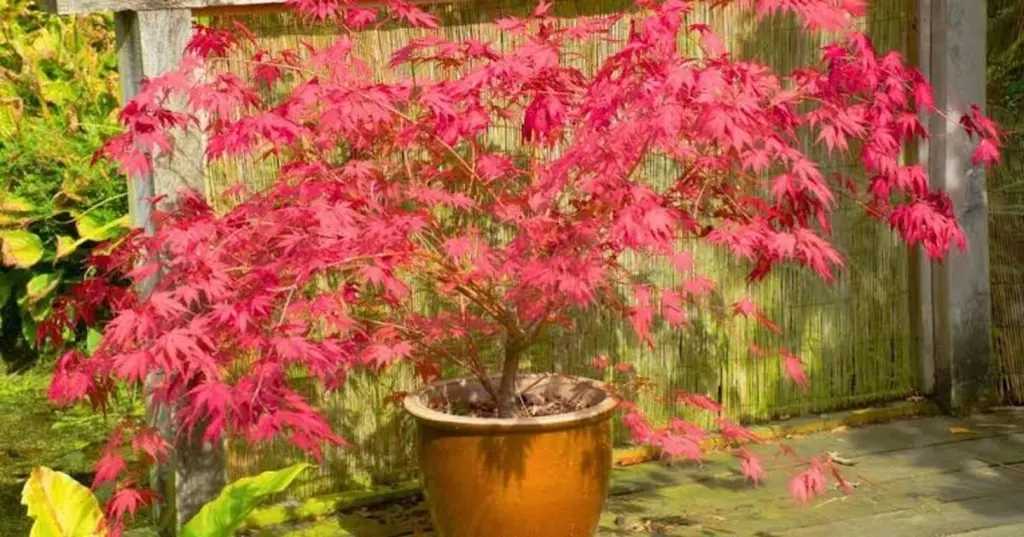 Arce japonés con hojas marrones: el truco del acolchado para salvarlo del calor