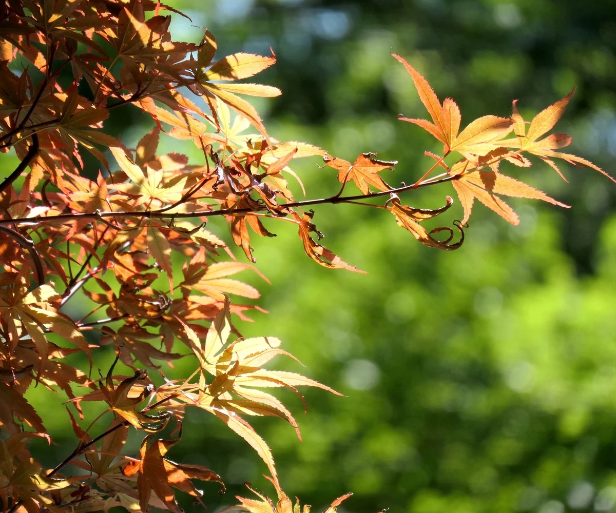 Arce japonés con hojas marrones: el truco del acolchado para salvarlo del calor - image 1