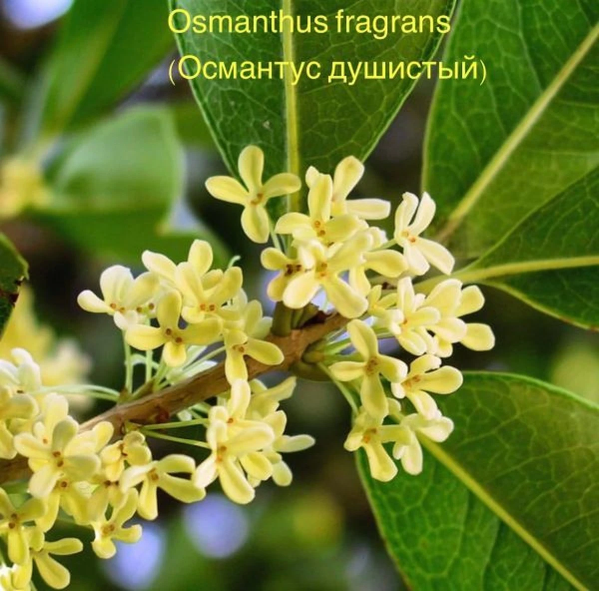 Aroma a lujo en tu terraza: el Osmanthus fragrans (Osmanto) que usan los interioristas - image 1