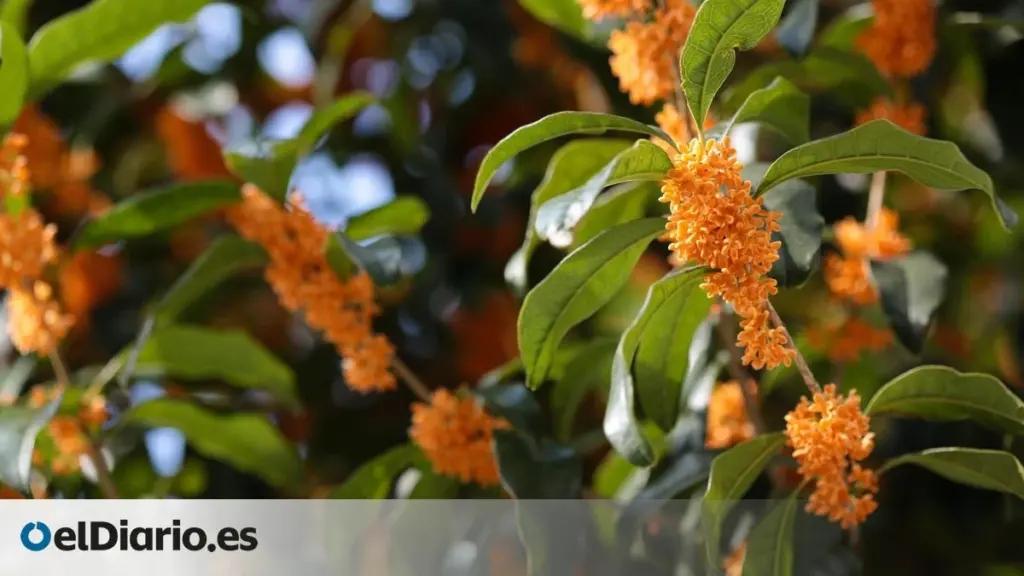 Aroma a melocotón en tu balcón: el Osmanthus fragrans u Osmanto es tendencia