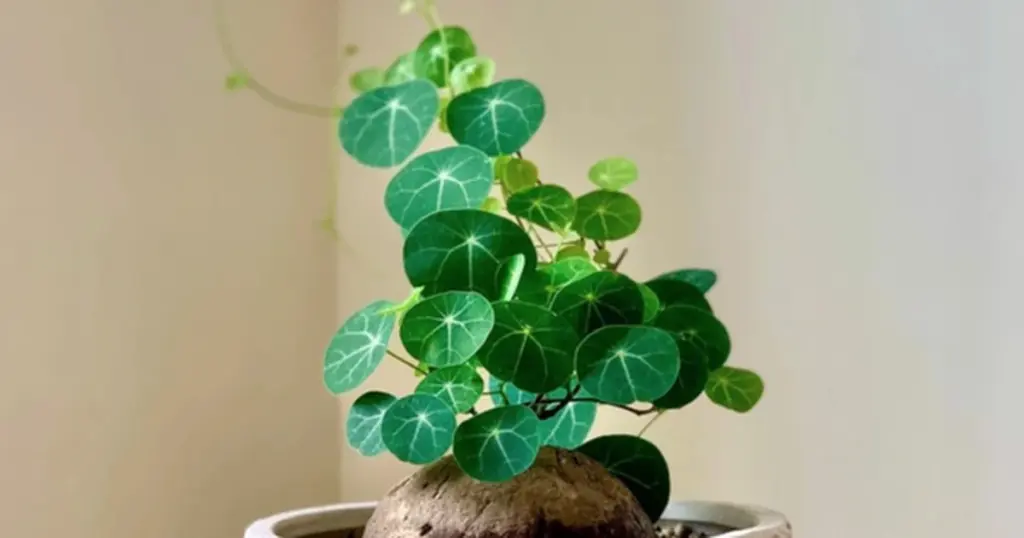Atrae fortuna con Feng Shui: el lugar exacto para tu Schefflera heptaphylla
