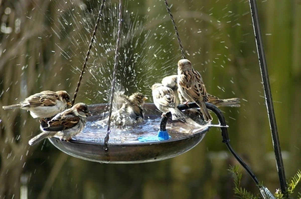 Aves en peligro: el accesorio de Home Bargains que la RSPB recomienda este verano - image 1
