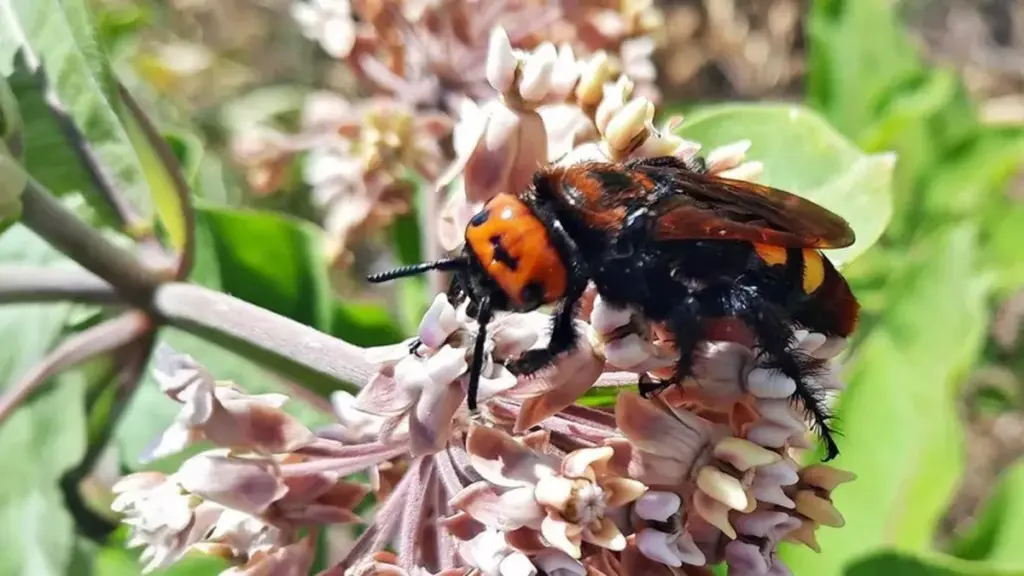 Avispa de puñal gigante: por qué ver estas Scoliidae es la mejor noticia