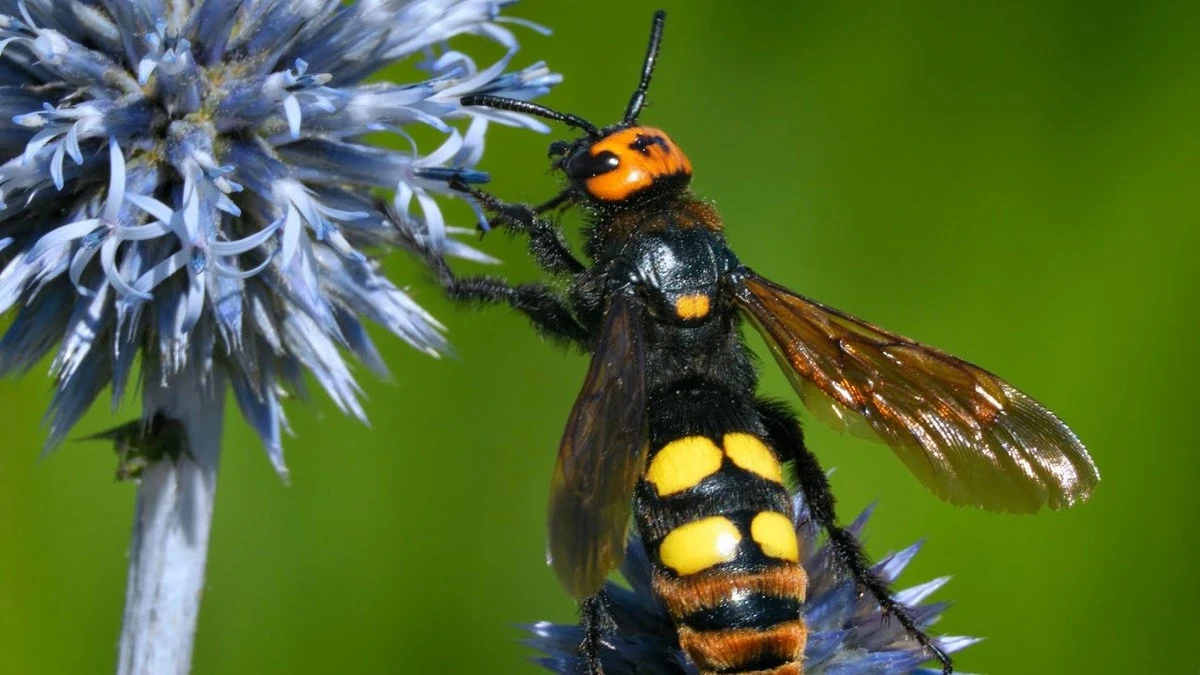 Avispa de puñal gigante: por qué ver estas Scoliidae es la mejor noticia - image 1