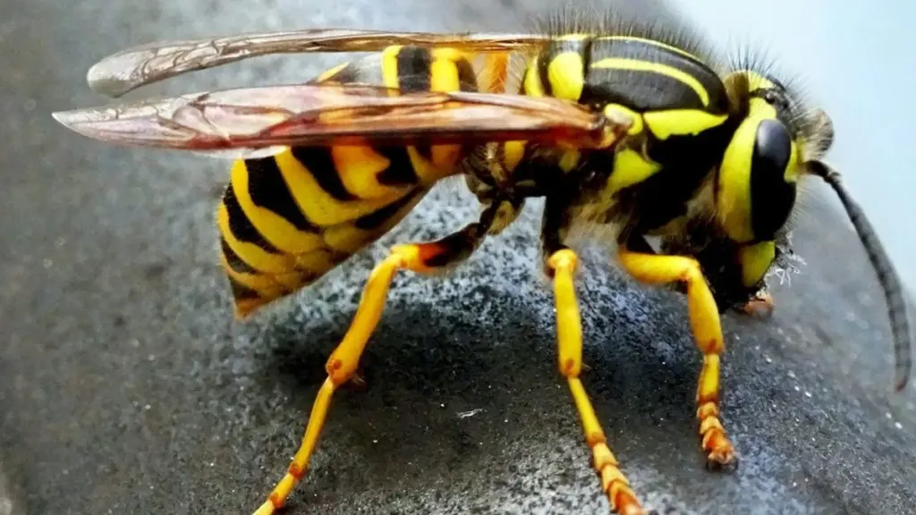 Avispas en tu terraza: el truco de la Menta piperita para alejarlas