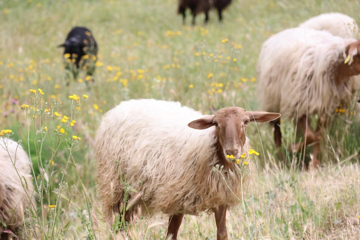 Parte del rebaño de 70 ovejas asturianas que permanecerá hasta el 16 de mayo en el área forestal de Arroyo de las Damas de la Universidad Complutense de Madrid.