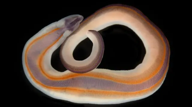 Un gusano cinta de colores, con un cuerpo largo y plano que se enrosca en el extremo y tiene dos líneas de color naranja brillante que lo atraviesan.