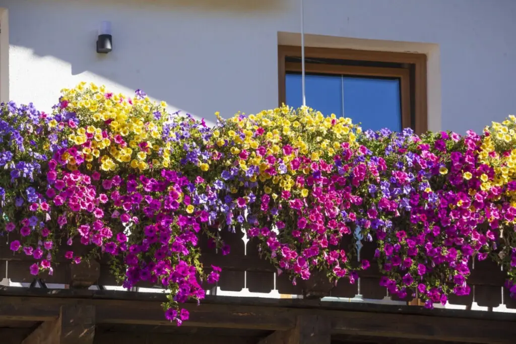 Balcón a 40°C: por qué combino Pelargonium y Petunia con este truco