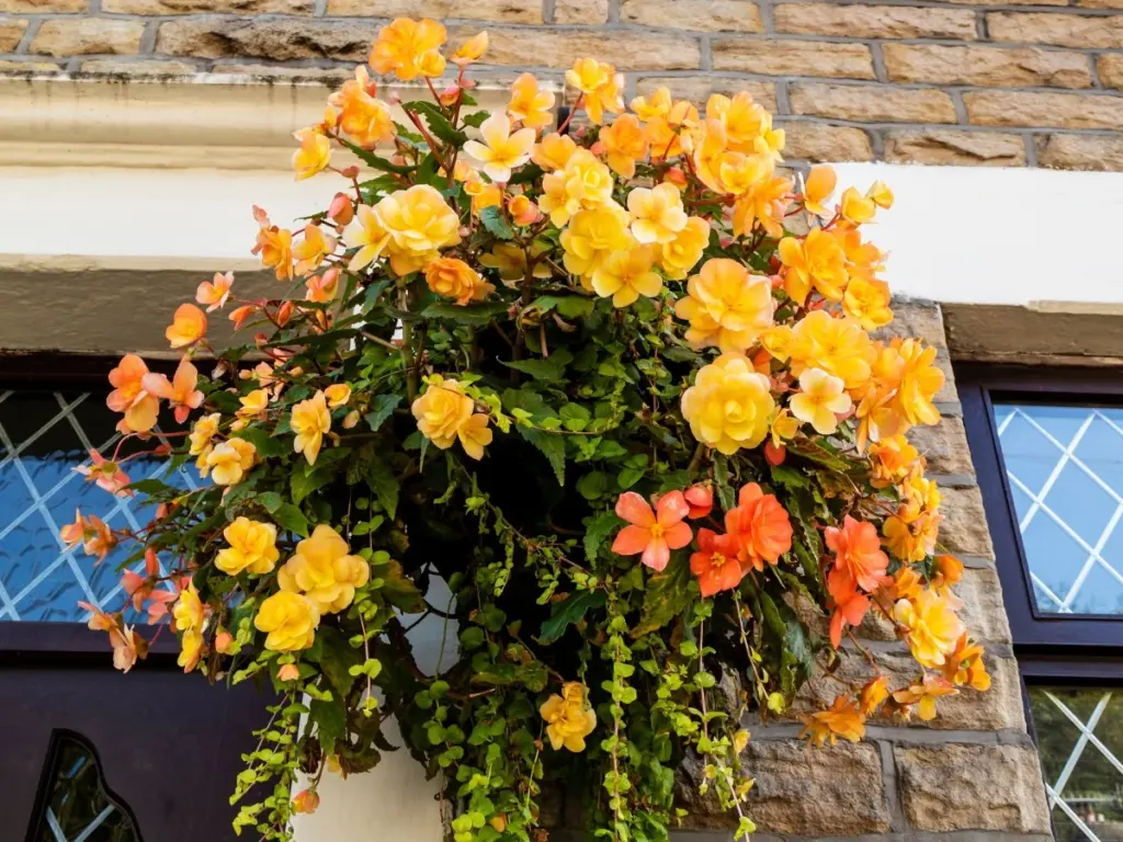 Balcones vacíos en mayo: por qué las Begonias colgantes son la obsesión de 2026