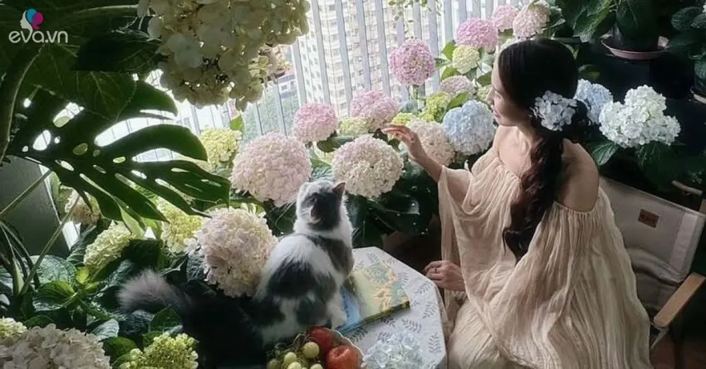 Balcón pequeño: el método Đặng Thanh Mai para una Hortensia siempre radiante