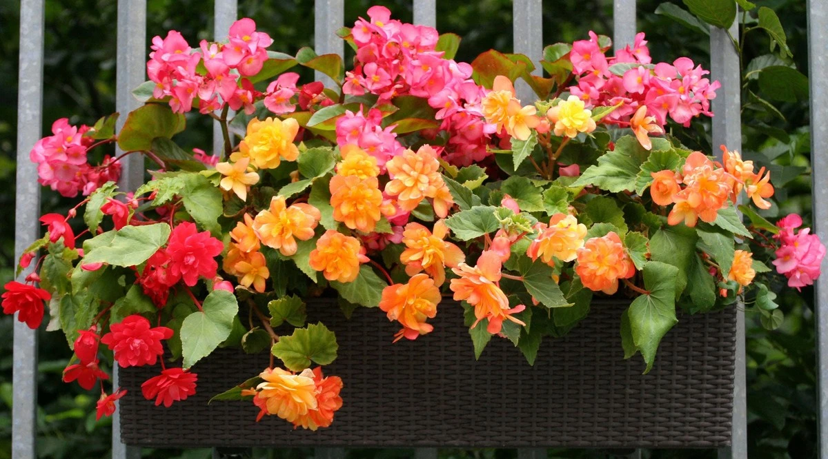 Begonia de América del Sur: el truco del barro para que no muera - image 1