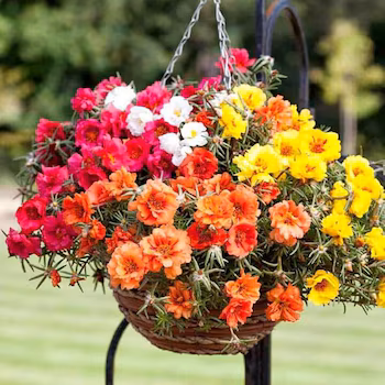 Ideal para balcones al sol, la portulaca llena de flores vistosas y resistentes sin cuidados diarios