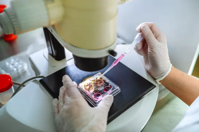 Manos con guantes usando una pipeta para añadir líquido a una placa de cultivo sobre un microscopio en laboratorio.