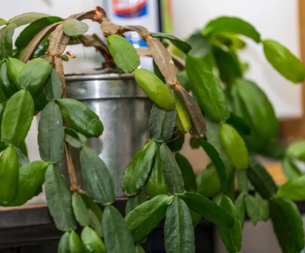 Cactus de Navidad (Schlumbergera): el truco casero para usar en primavera