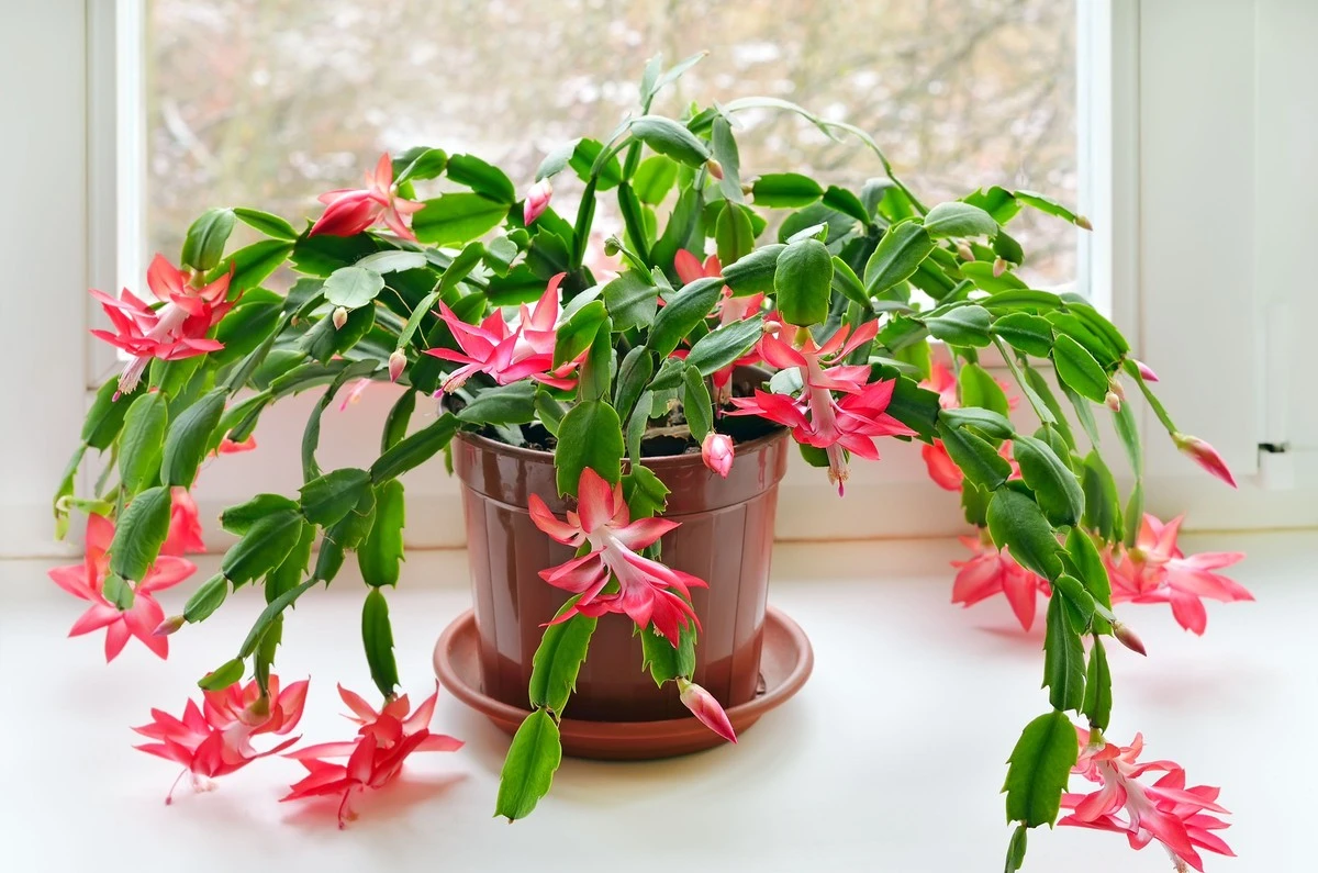 Cactus de Navidad (Schlumbergera): el truco casero para usar en primavera - image 1