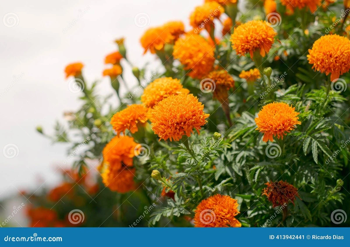 Caléndula Solarnight y Tagetes: el truco para un jardín sin riego este verano - image 1