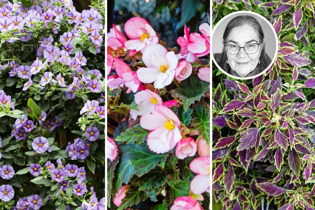 Calor extremo: Anni Koppanen revela cómo lograr una Begonia × hybrida radiante