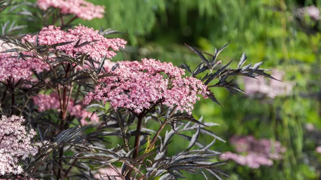 Calor extremo: planta saúco de hoja roja y olvida el Saúco negro común