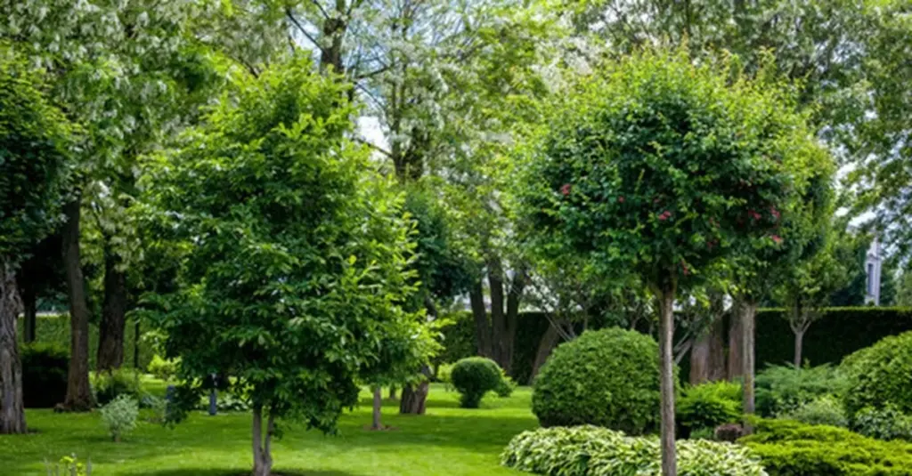 Calor extremo: Planta Acer saccharinum o Liriodendron tulipifera para sombra en tiempo récord