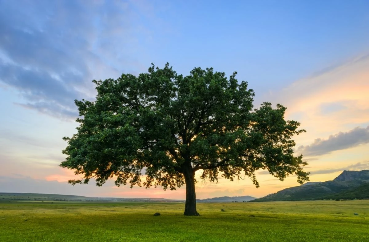 Calor extremo: Planta Acer saccharinum o Liriodendron tulipifera para sombra en tiempo récord - image 1