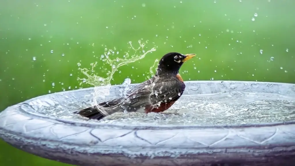 Calor extremo y fauna: el truco del plato para salvar pájaros e insectos