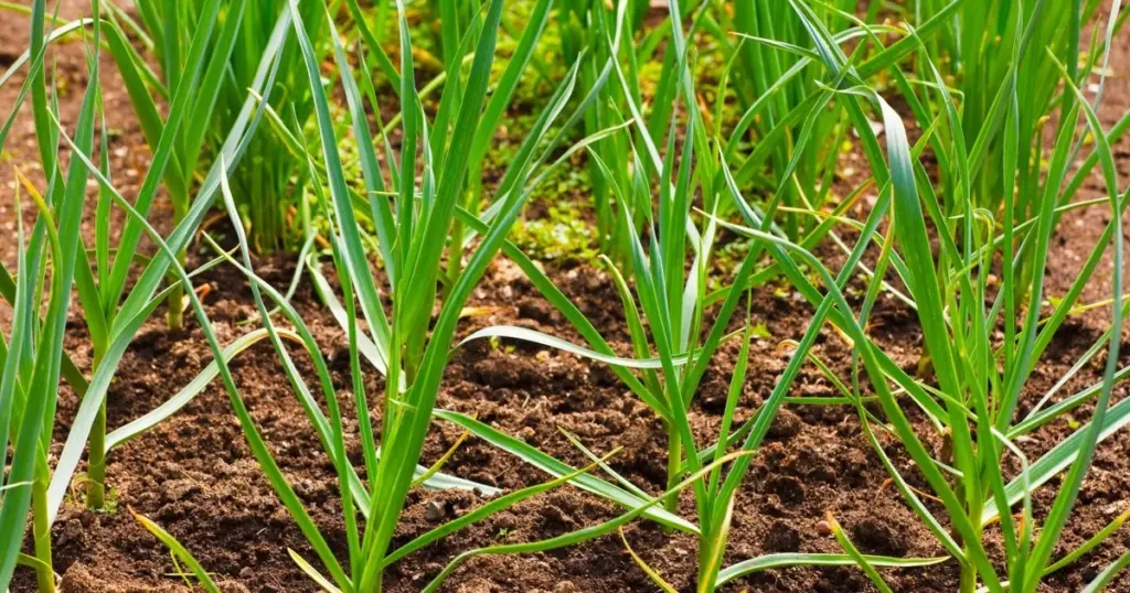 Camas calientes: el método para lograr una plántula fuerte 15 días antes