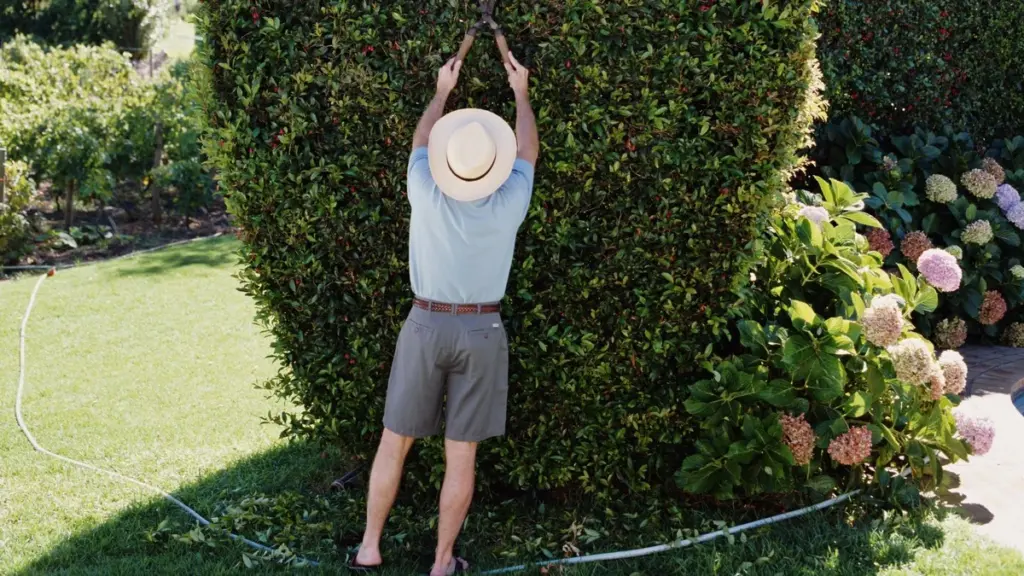 Cambio climático y jardines: el truco de Hungría para enfriar tu casa