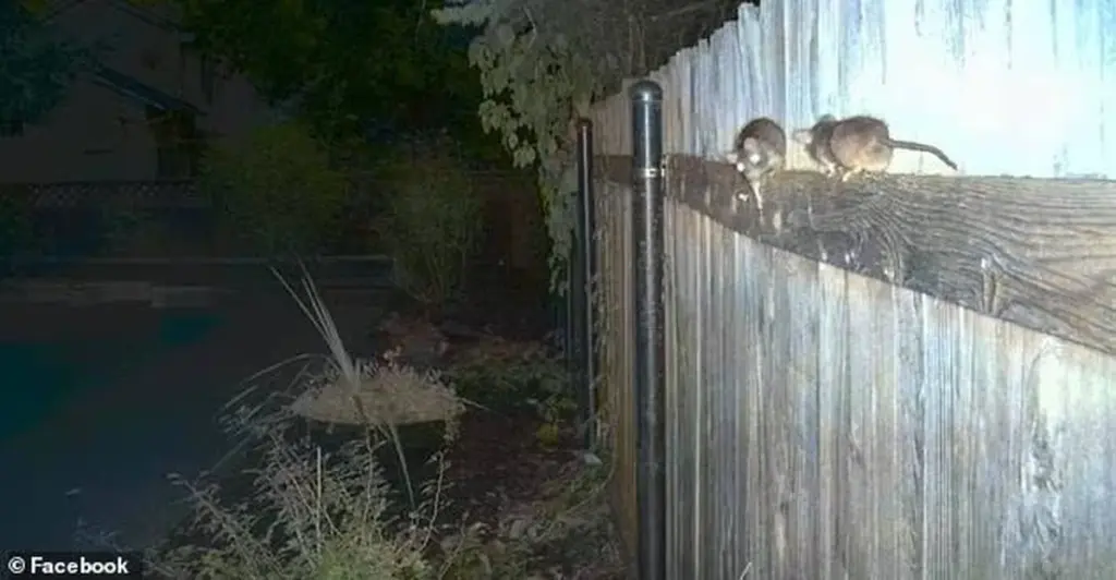Caos en Idaho: miles de ratas invaden casas y esta es la advertencia para España