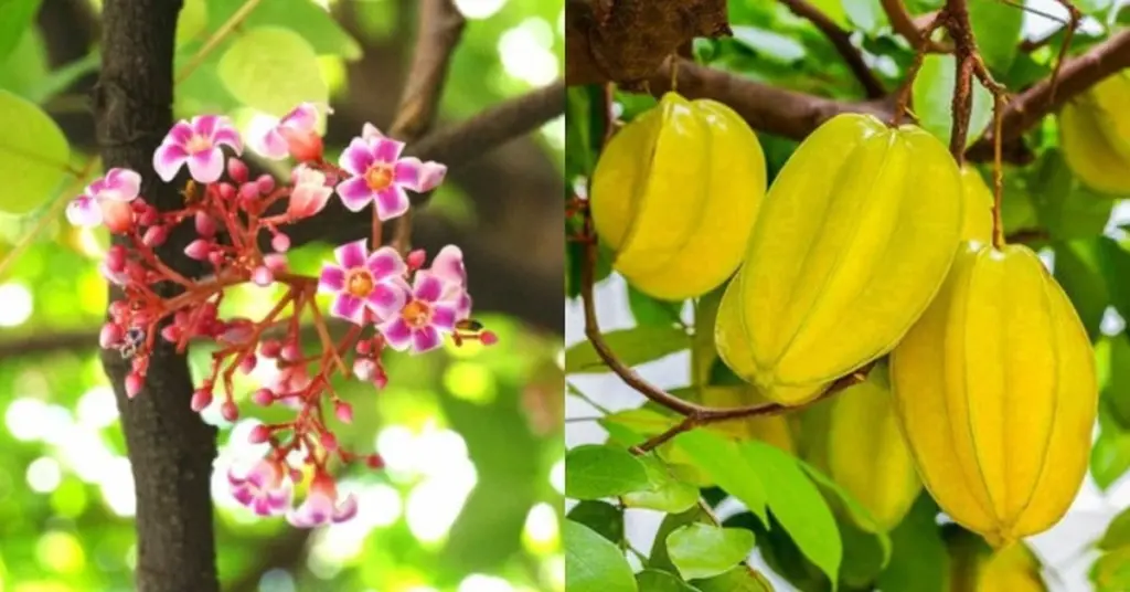 Carambola (Averrhoa carambola): el truco de Vietnam para no perder ni una flor