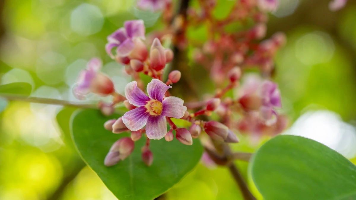 Carambola (Averrhoa carambola): el truco de Vietnam para no perder ni una flor - image 1