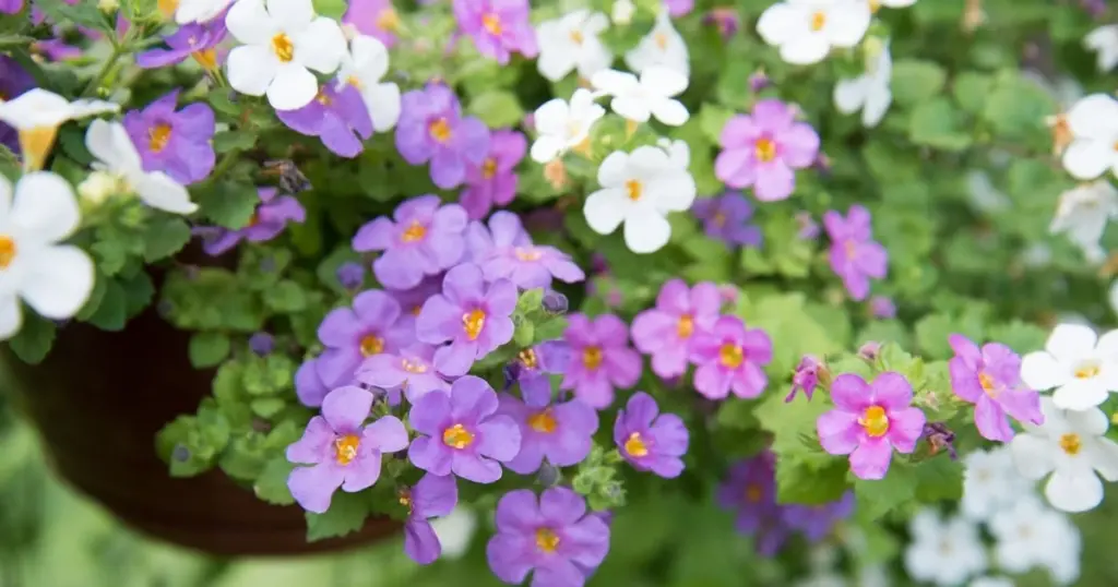 Cascada de flores infinita: el truco para que tu Bacopa (Sutera cordata) no muera de calor