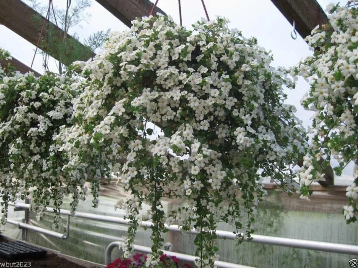 Cascada de flores infinita: el truco para que tu Bacopa (Sutera cordata) no muera de calor - image 1