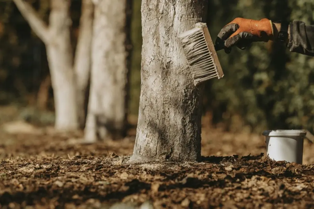 Ceniza de madera en el tronco: el secreto para blindar tus frutales