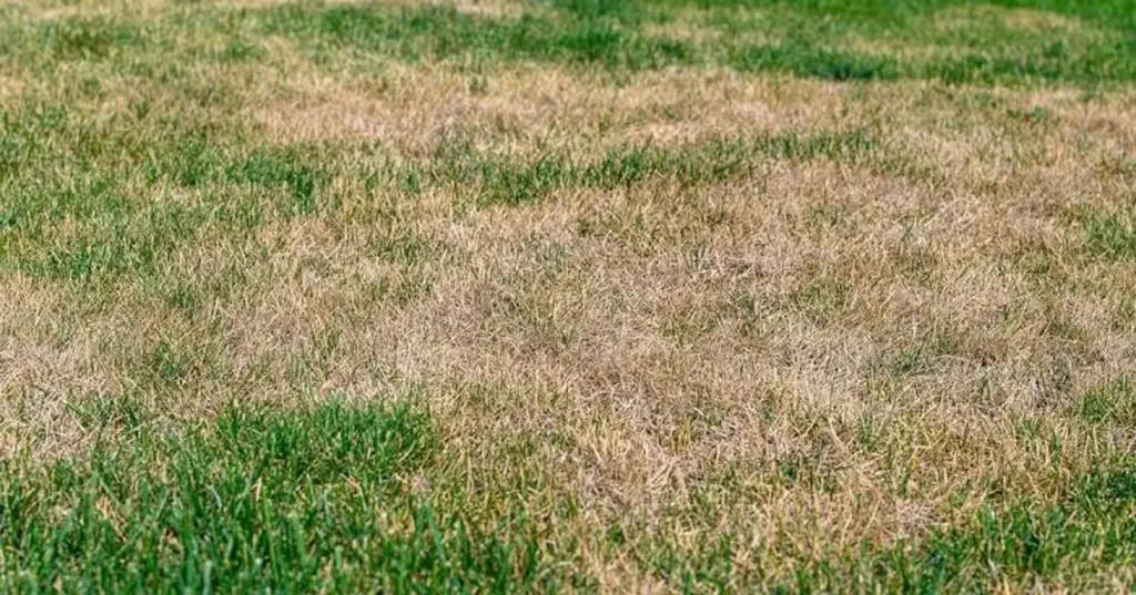 Césped amarillento: el truco de la Sal de Epsom para un verde intenso en mayo